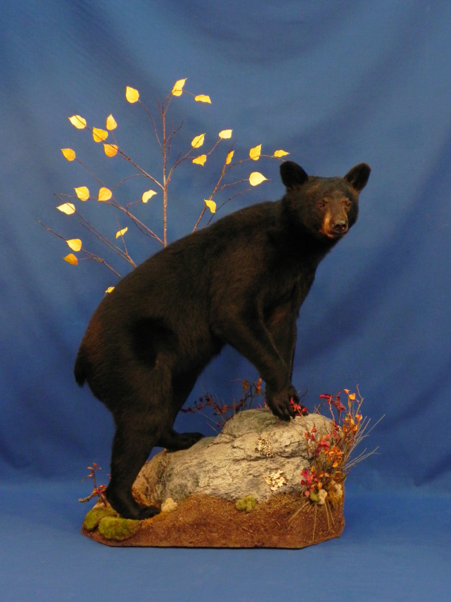 black bear.jpg