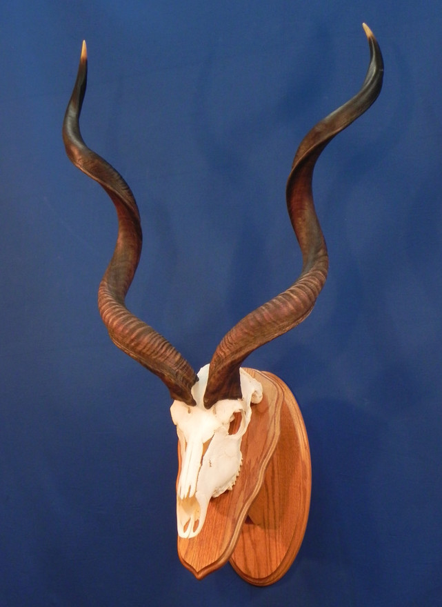 kudu european mount.jpg