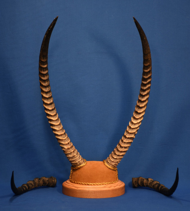 waterbuck  impala horns.jpg